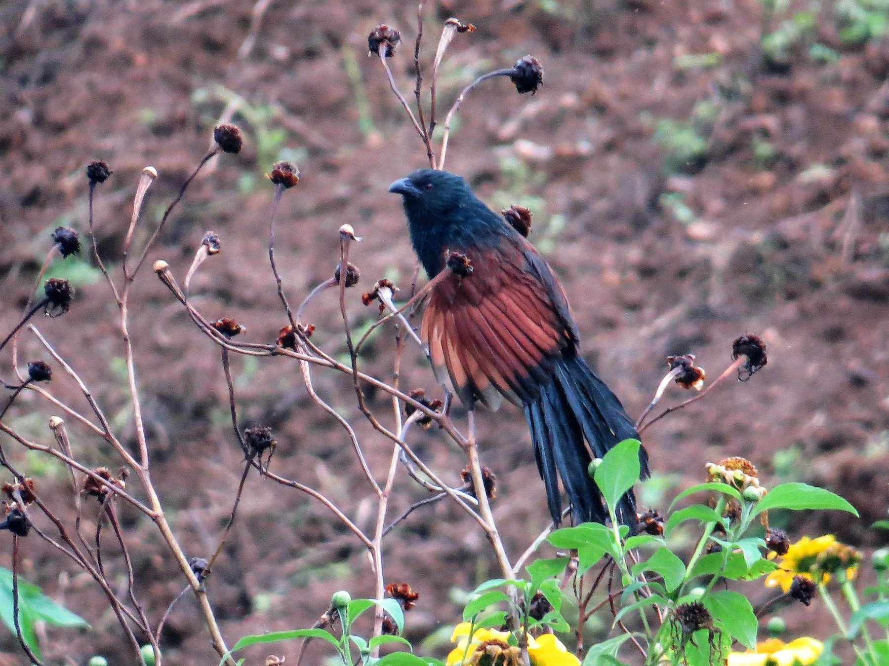 Philippine Coucal - Mike Tuer