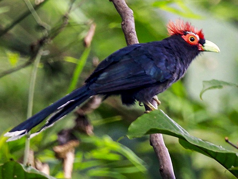 Rough-crested Malkoha - Carmelo López Abad