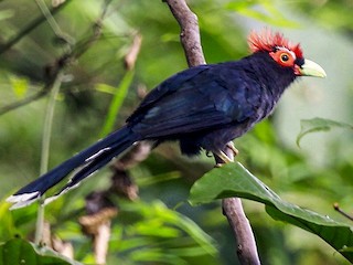  - Red-crested Malkoha