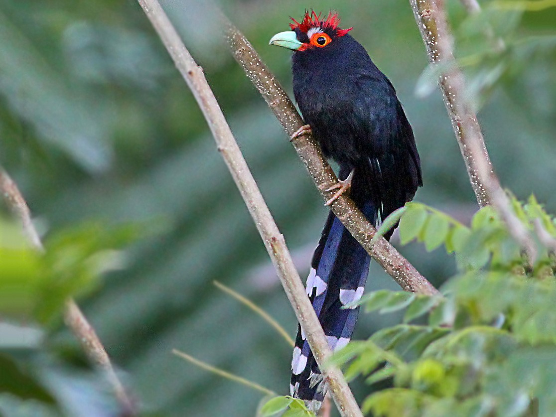 Red-crested Malkoha - Chris Chafer