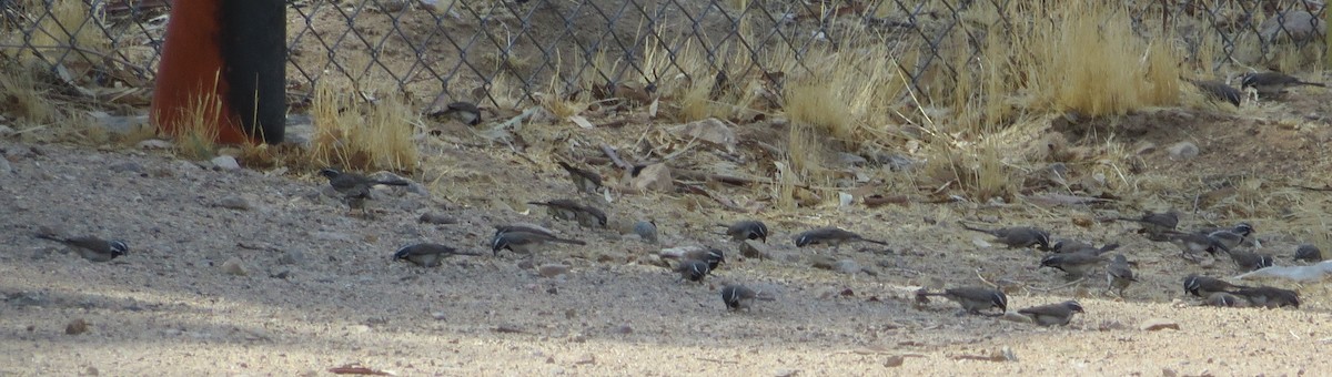 Black-throated Sparrow - ML348950331