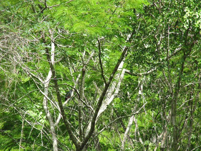 Bird in its habitat; Independencia, Dominican Republic. - Hispaniolan Trogon - 