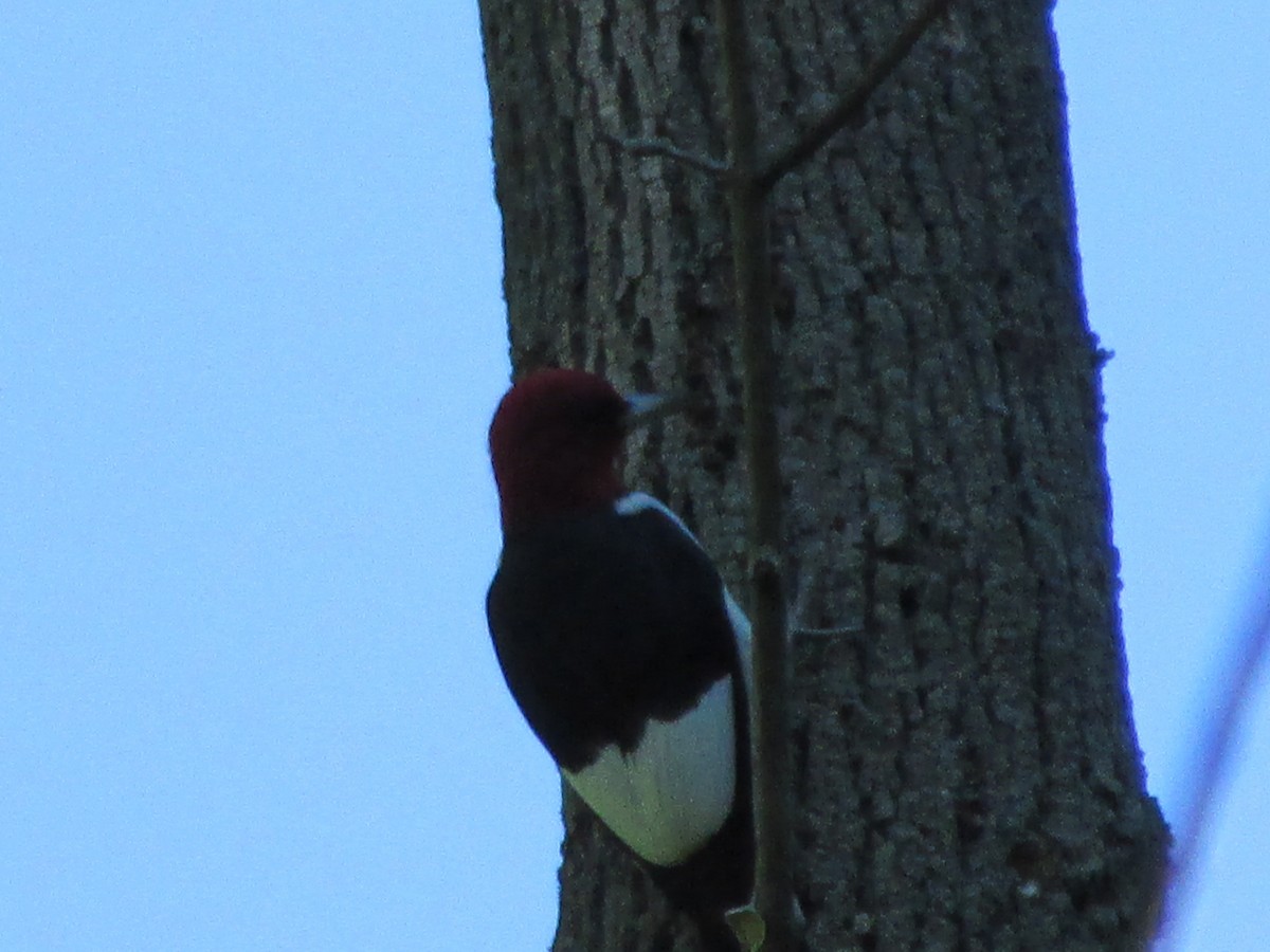 Red-headed Woodpecker - Margaret Bowman