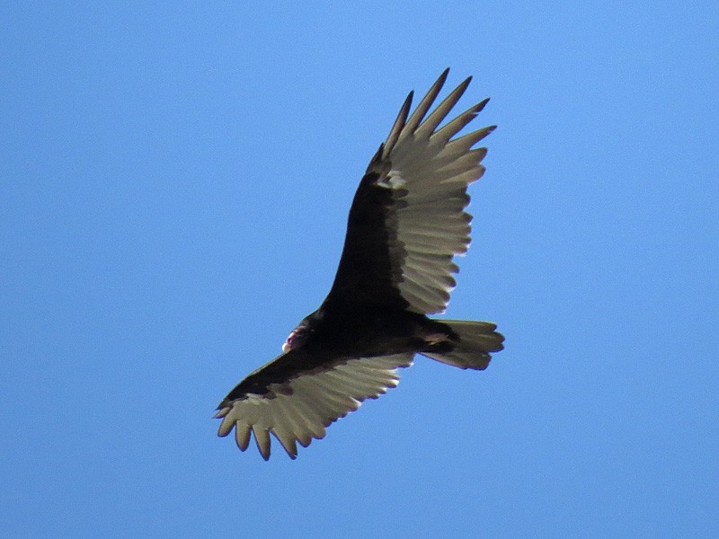 Turkey Vulture - wendy wright