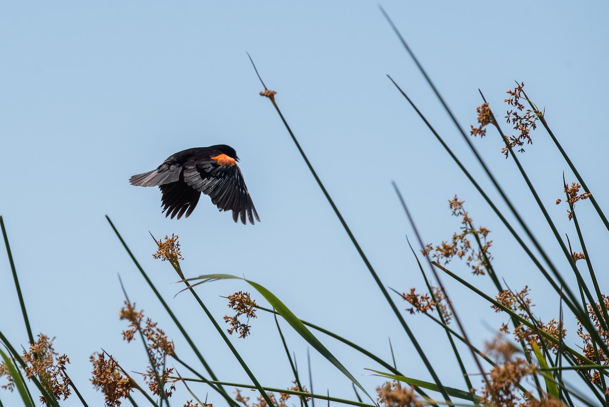 Red-winged Blackbird - Cierra Benavidez