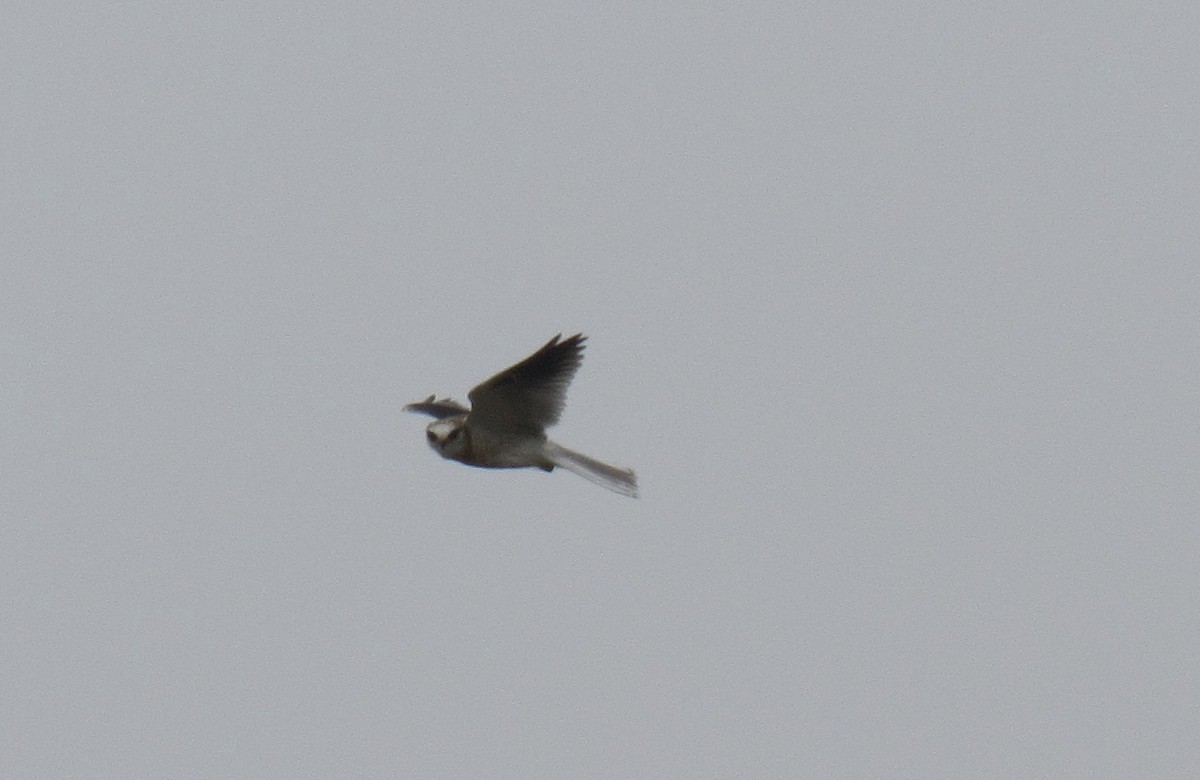White-tailed Kite - ML348964911