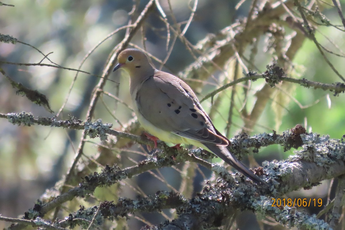 Mourning Dove - Terry  Little