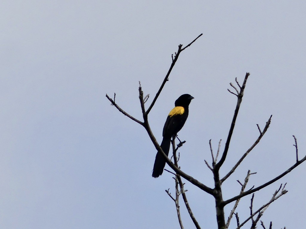 Yellow-mantled Widowbird - ML348973251