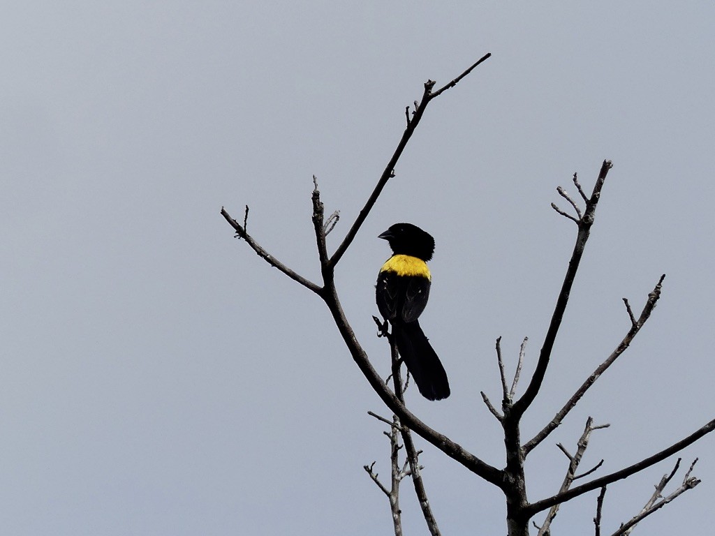 Yellow-mantled Widowbird - ML348973281
