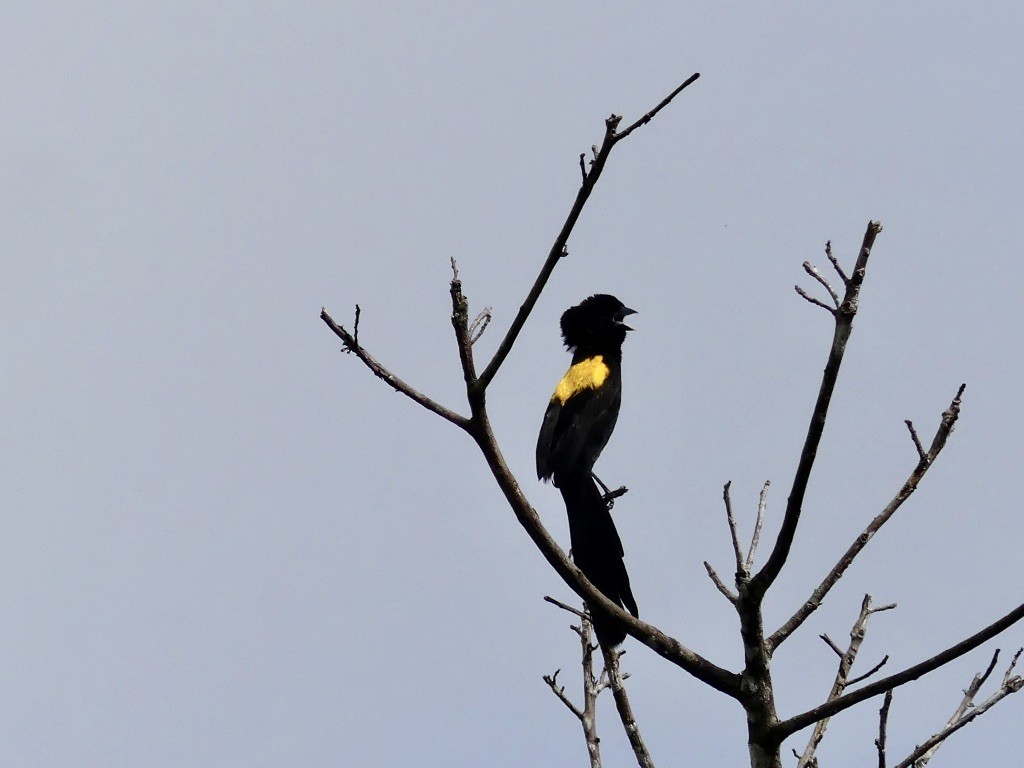 Yellow-mantled Widowbird - ML348973321