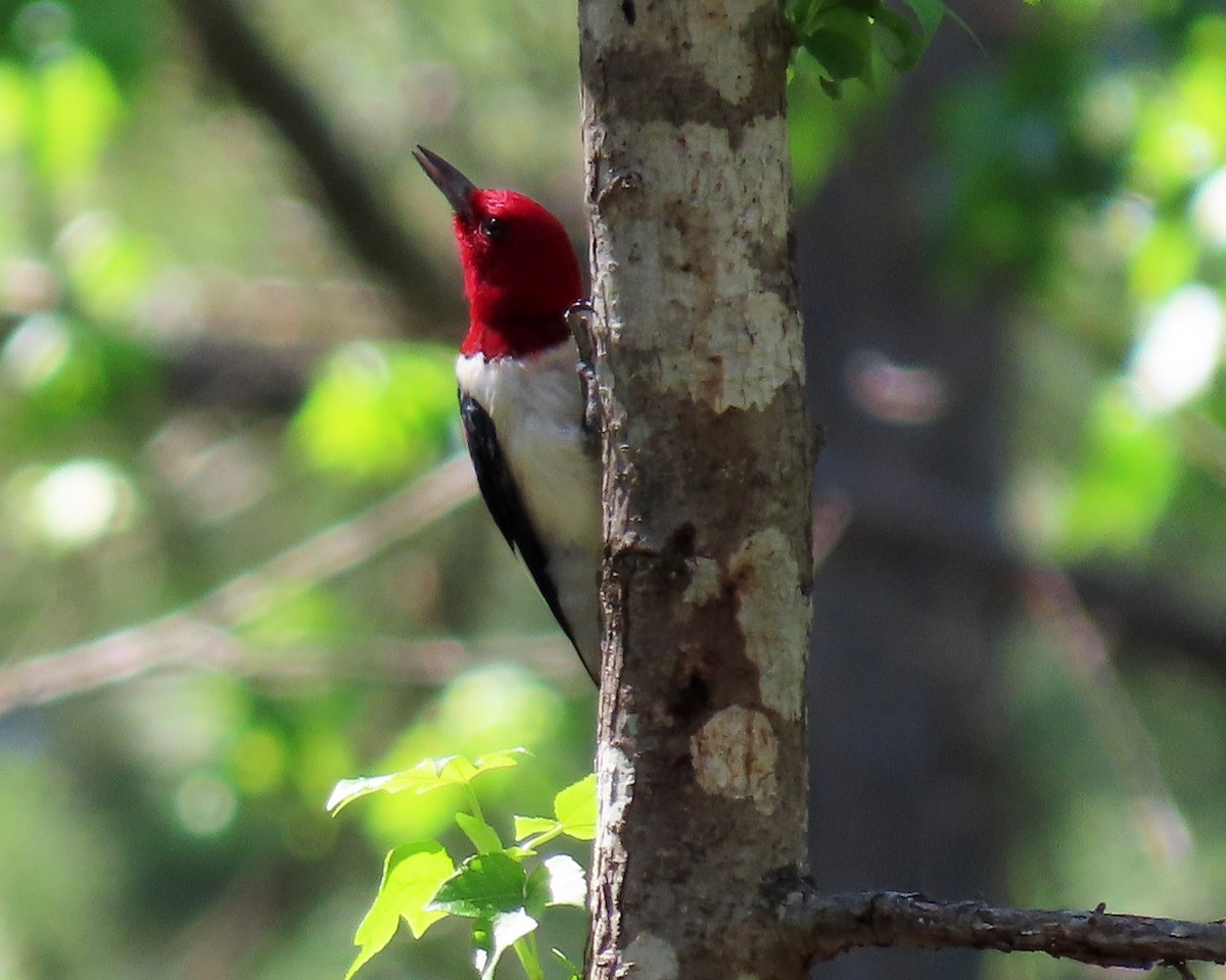 Red-headed Woodpecker - ML348974431