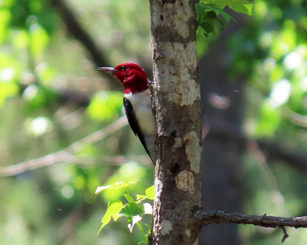 Red-headed Woodpecker - ML348974451