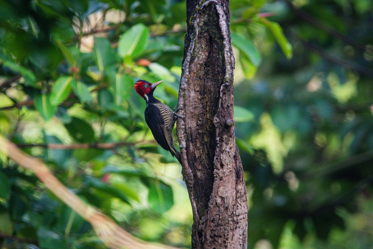 Pale-billed Woodpecker - Austin Bell