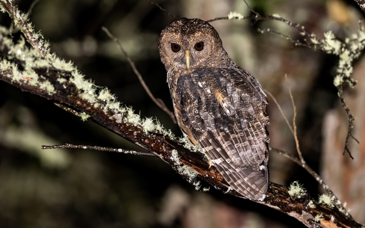 Mottled Owl (Mottled) - ML348994931