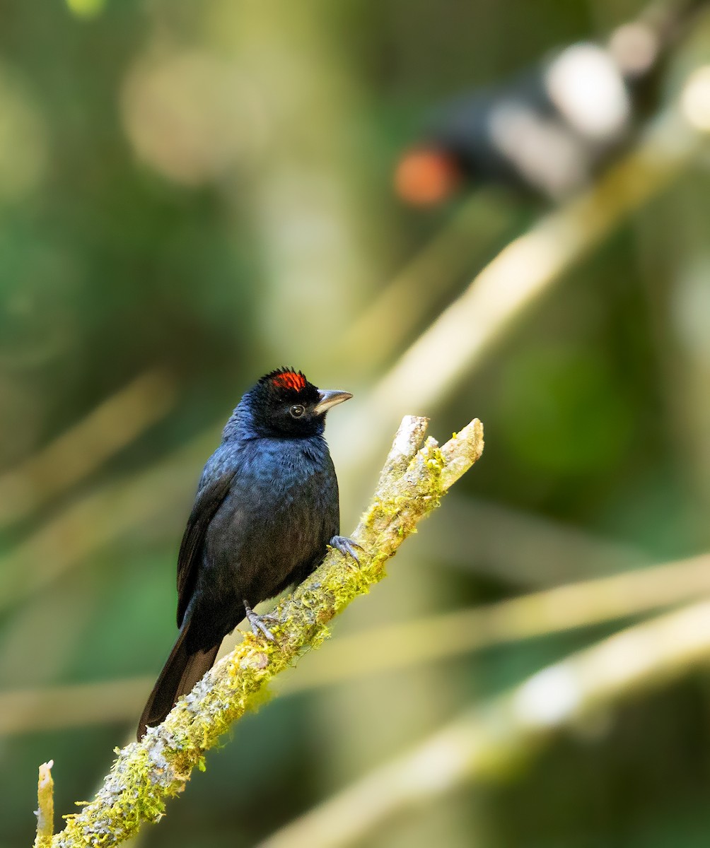 Ruby-crowned Tanager - ML349003201