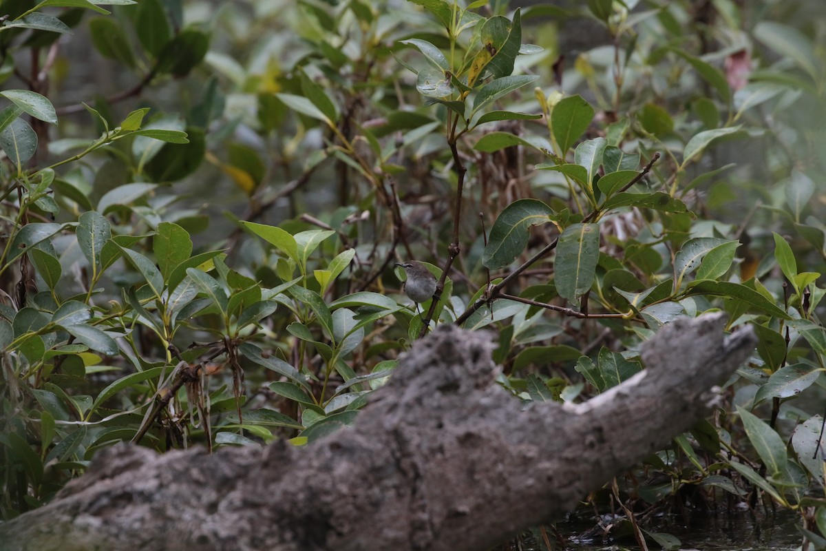 Mangrove Gerygone - loretta kao