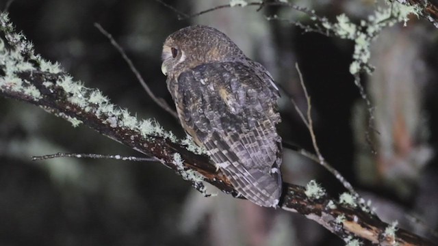 Mottled Owl (Mottled) - ML349007181
