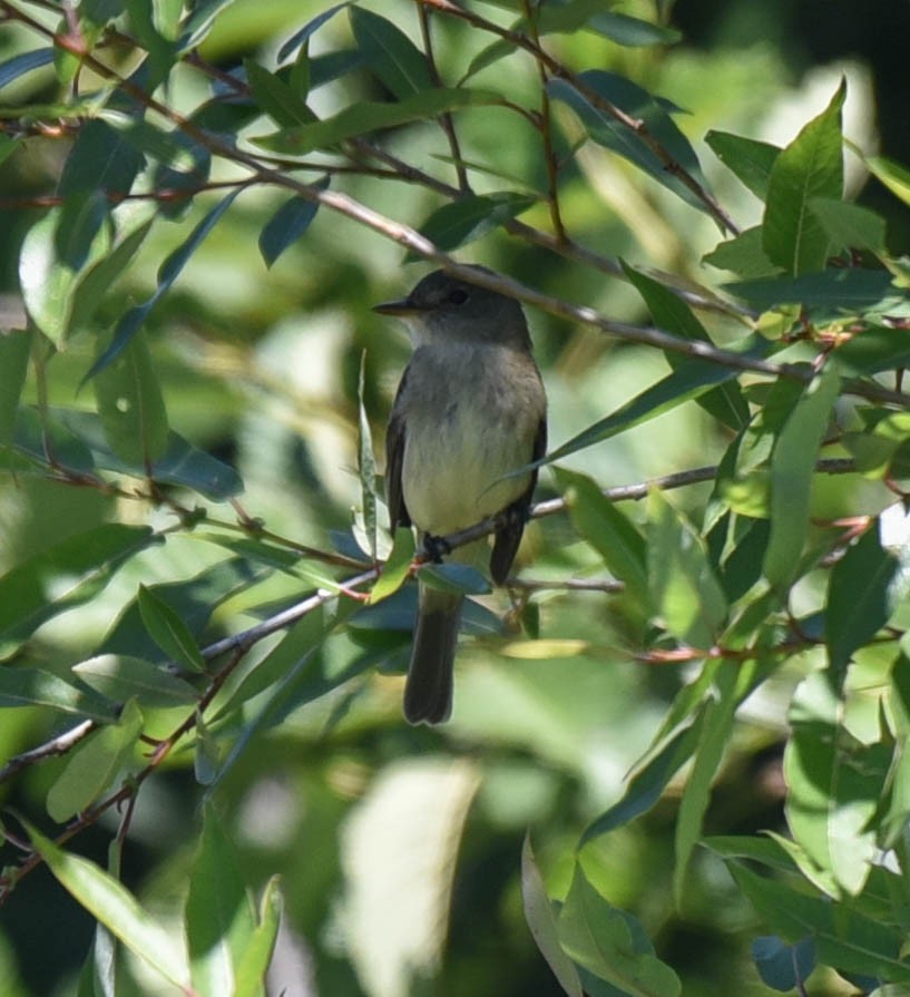 Willow Flycatcher - virginia rayburn