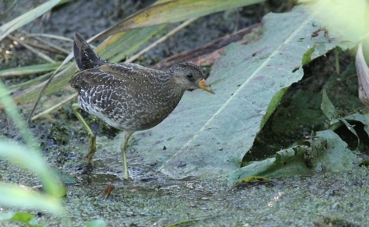 Spotted Crake - ML34900861
