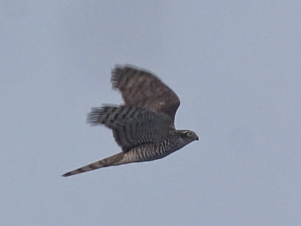 Eurasian Sparrowhawk - Kalyani Kapdi