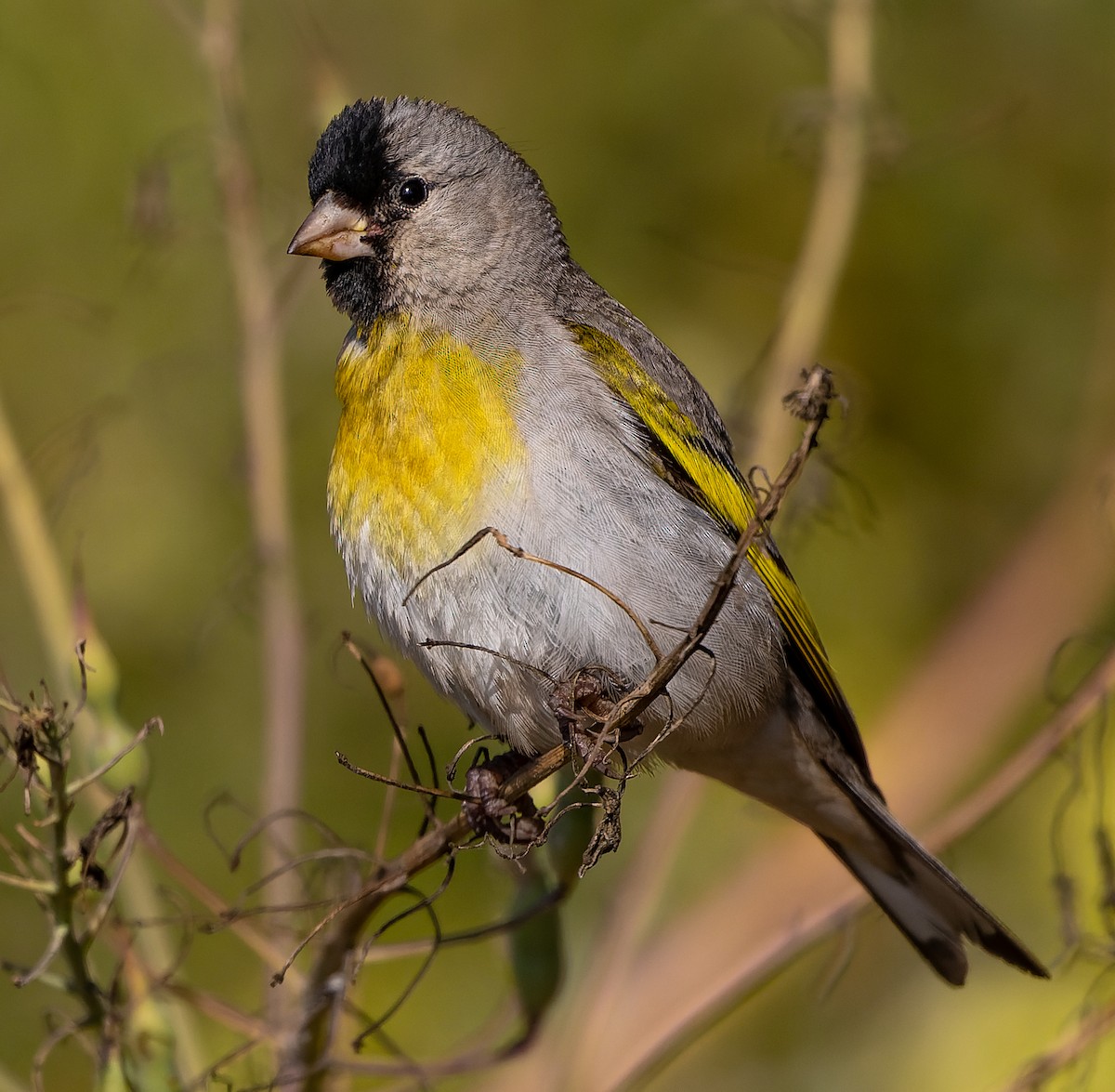 Lawrence's Goldfinch - ML349024301
