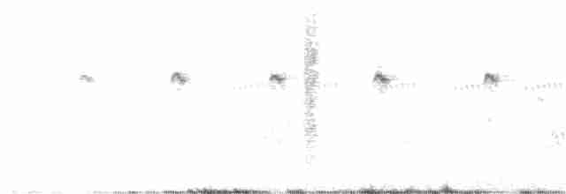 Perruche ondulée - ML349027021
