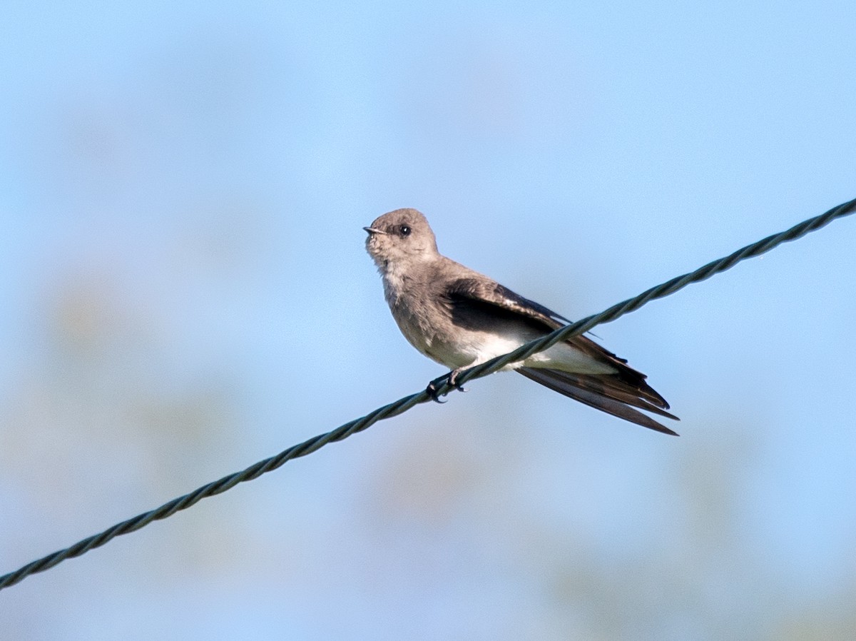 Northern Rough-winged Swallow - Nic Allen