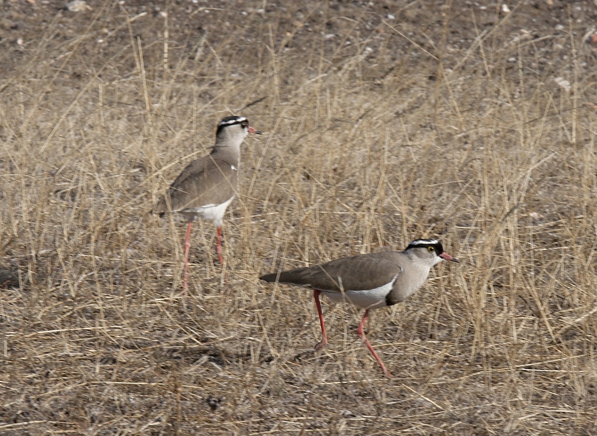 Crowned Lapwing - Amy Henrici