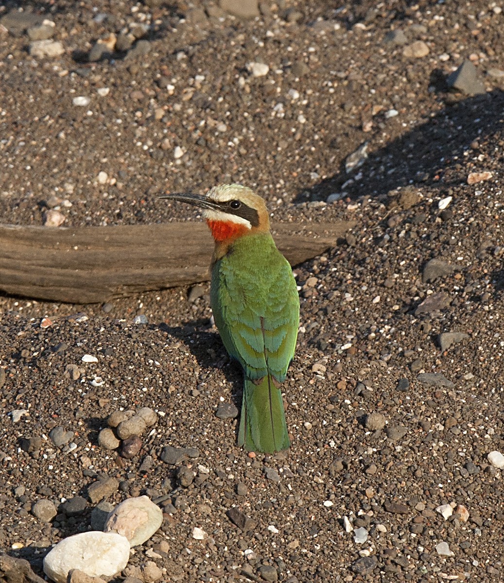 White-fronted Bee-eater - Amy Henrici