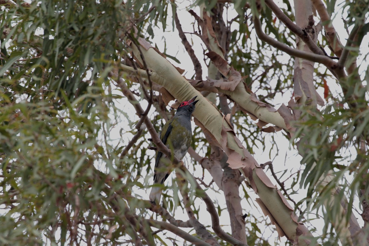 Australasian Figbird - loretta kao