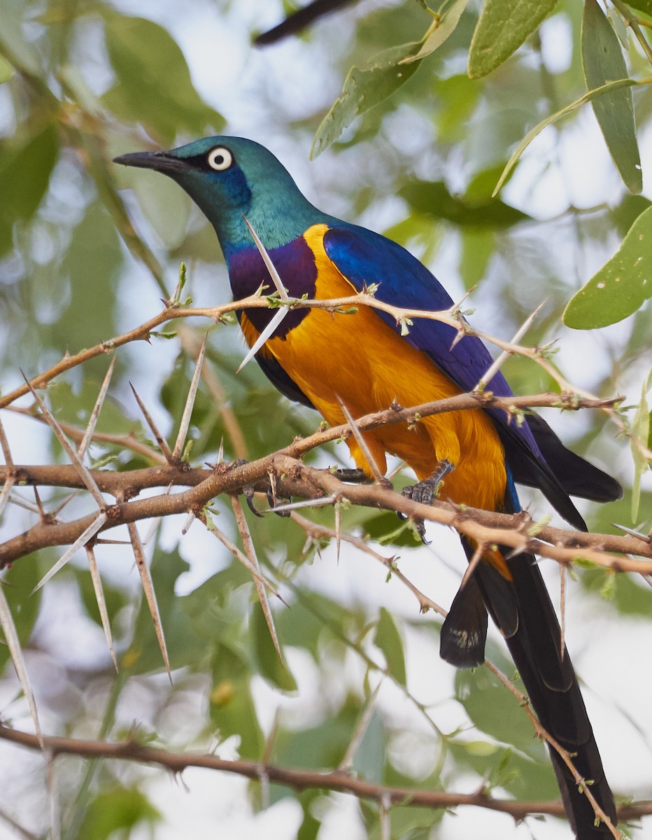 Golden-breasted Starling - ML34903371