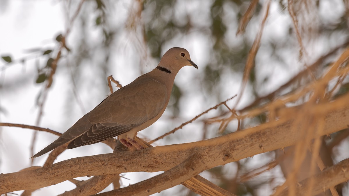 African Collared-Dove - ML349034141