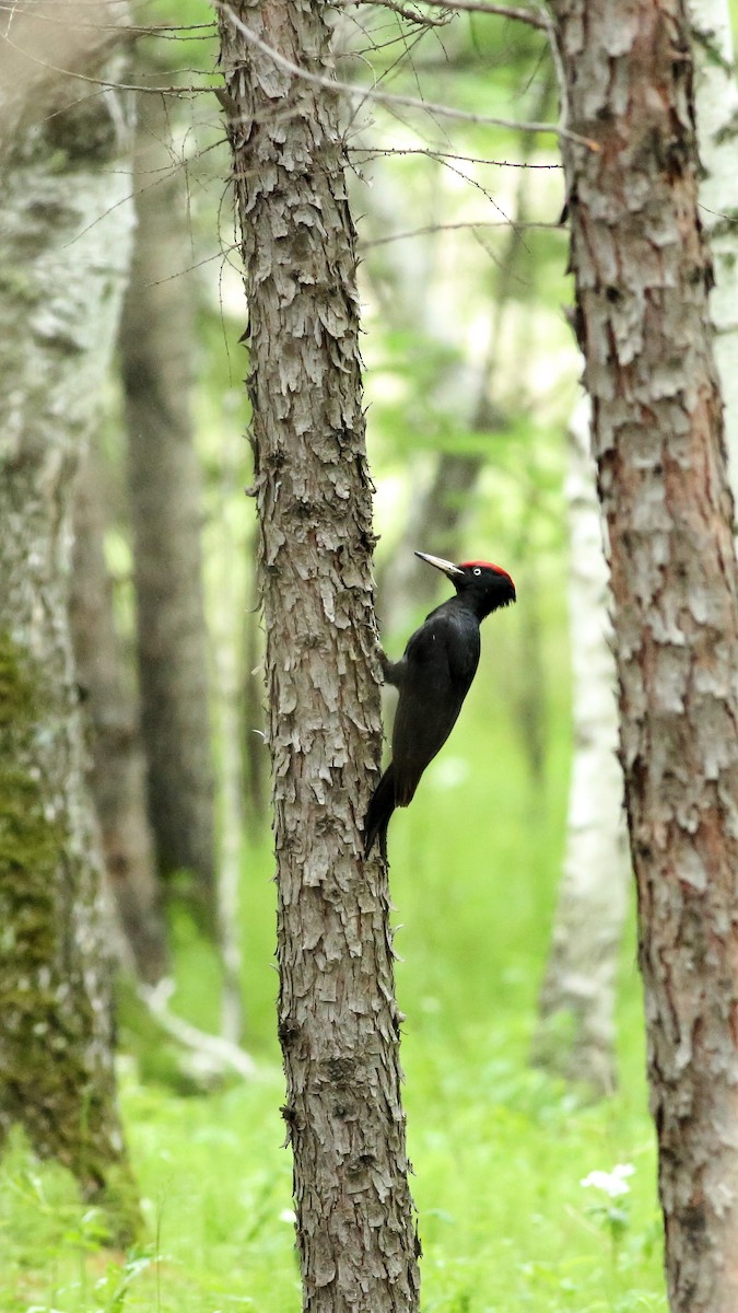 Black Woodpecker - Cheng Qian