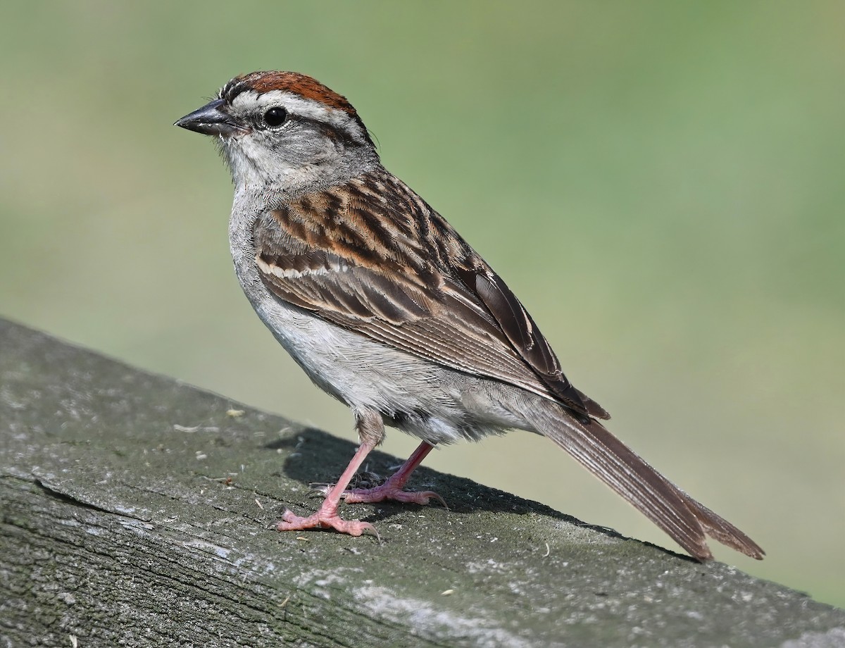 Chipping Sparrow - ML349036221