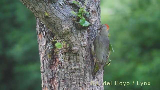 Iberian Green Woodpecker - ML349043041