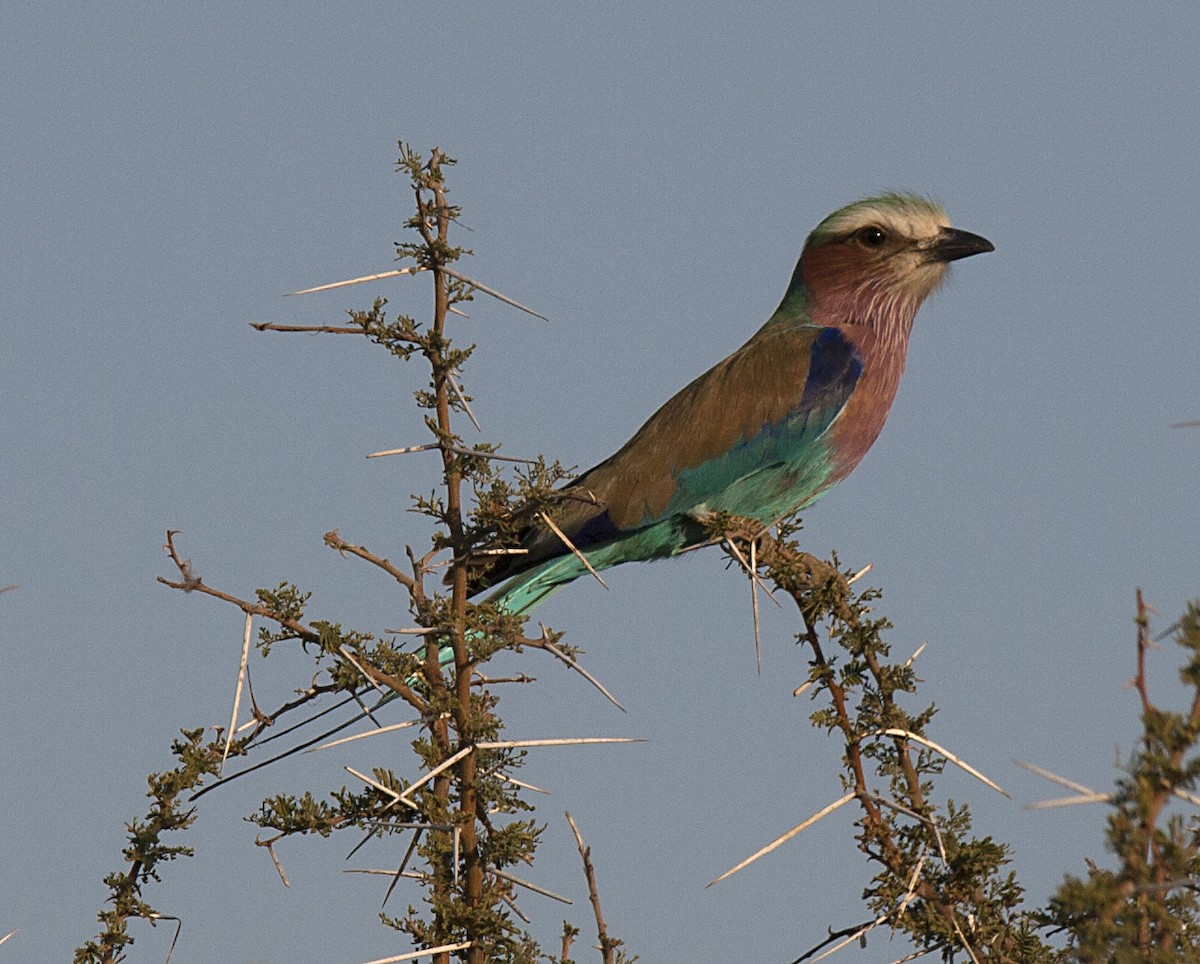 Lilac-breasted Roller - Amy Henrici