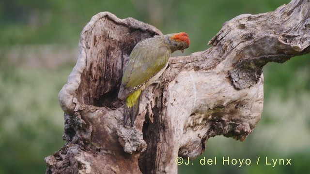 Iberian Green Woodpecker - ML349046851