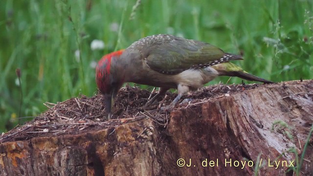 Iberian Green Woodpecker - ML349048531