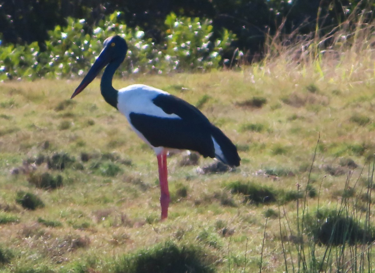 Black-necked Stork - Paul Dobbie