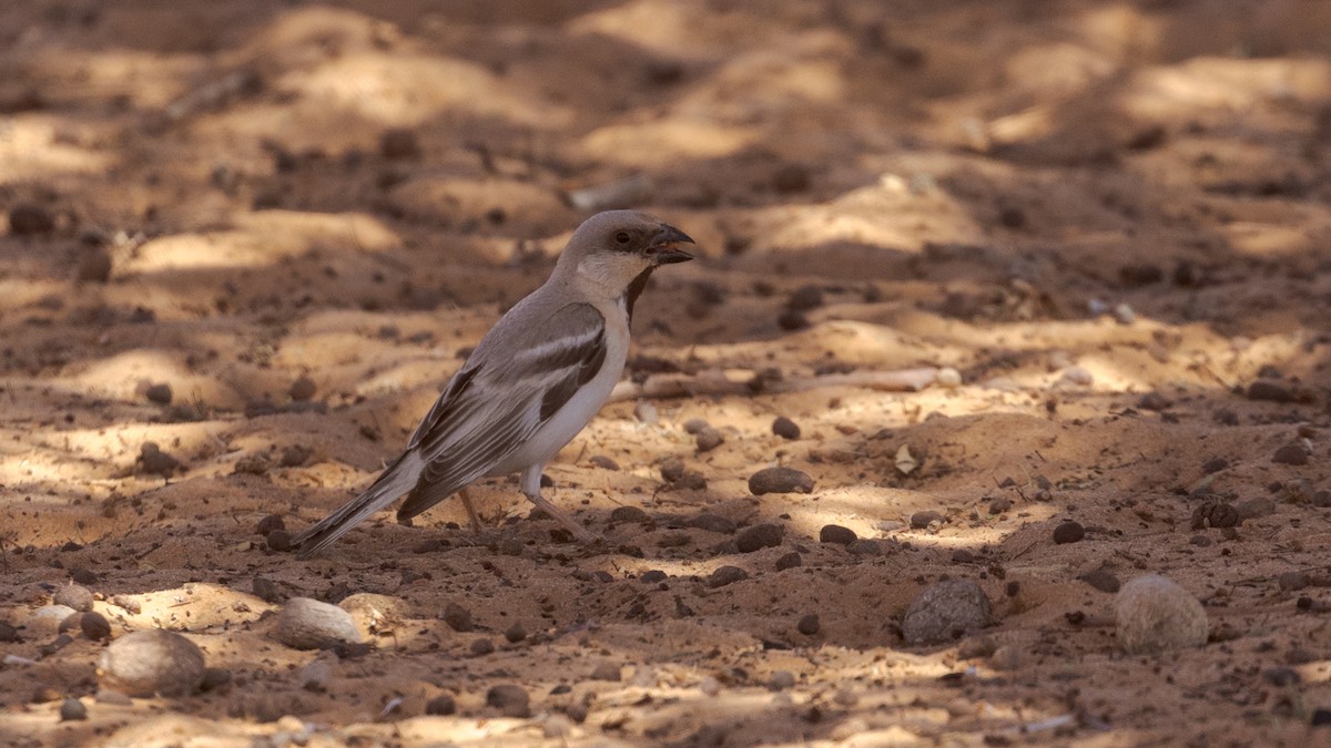 Desert Sparrow - ML349049691