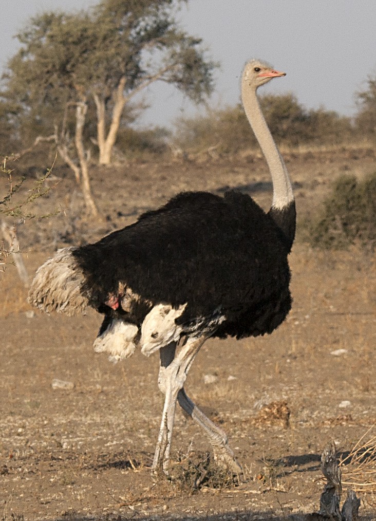 Common Ostrich - Amy Henrici