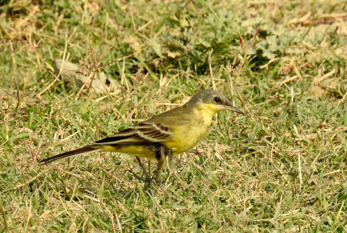 Western Yellow Wagtail - Madhu Gupta