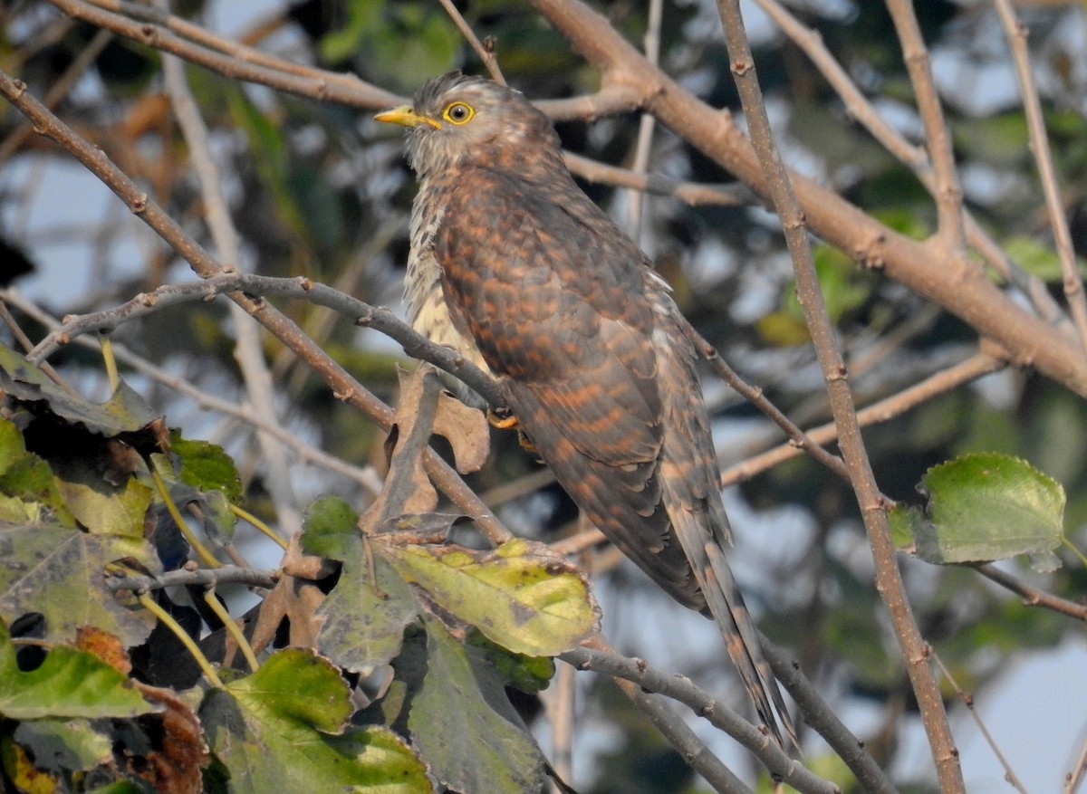 Common Hawk-Cuckoo - ML349055161