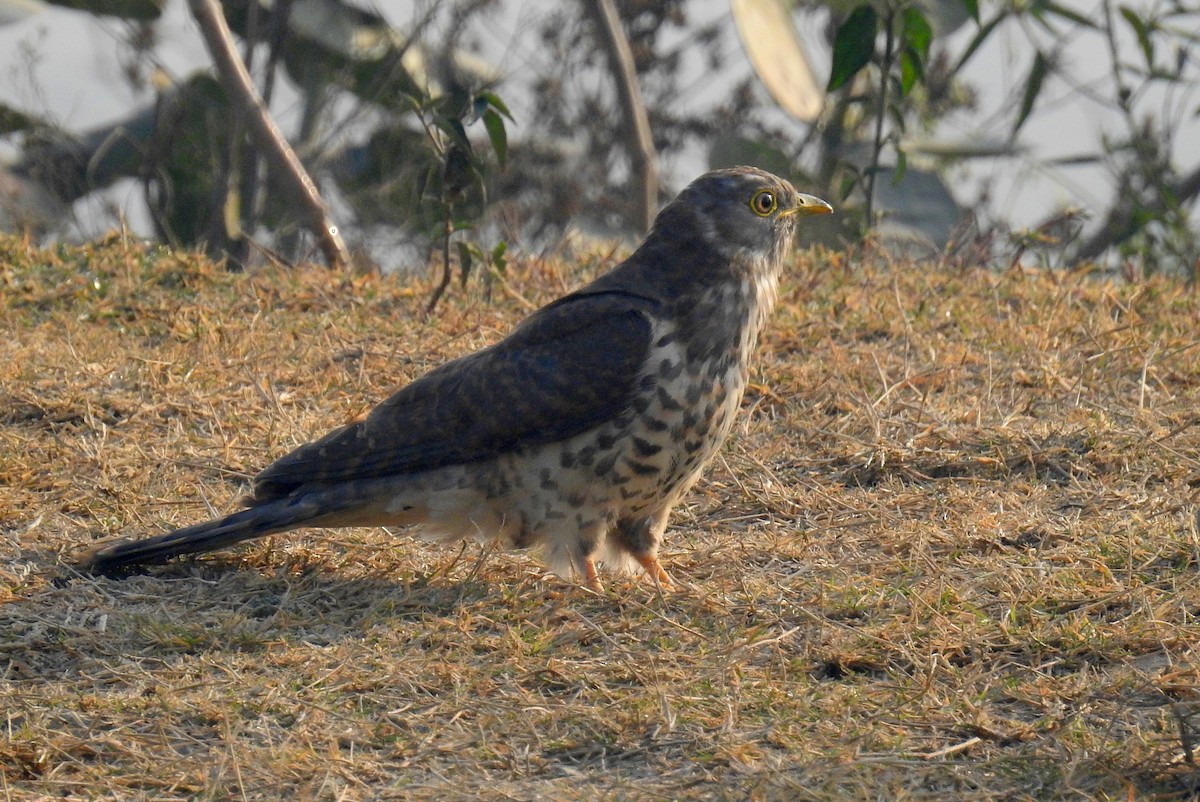 Common Hawk-Cuckoo - ML349055181