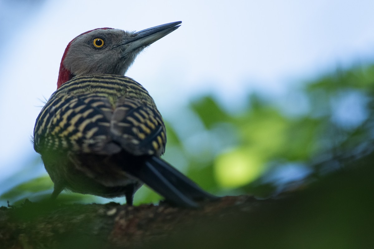 Hispaniolan Woodpecker - ML349058511