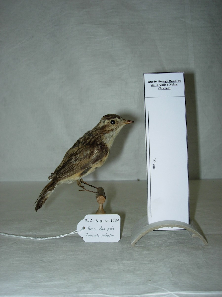 Whinchat - ML349060451
