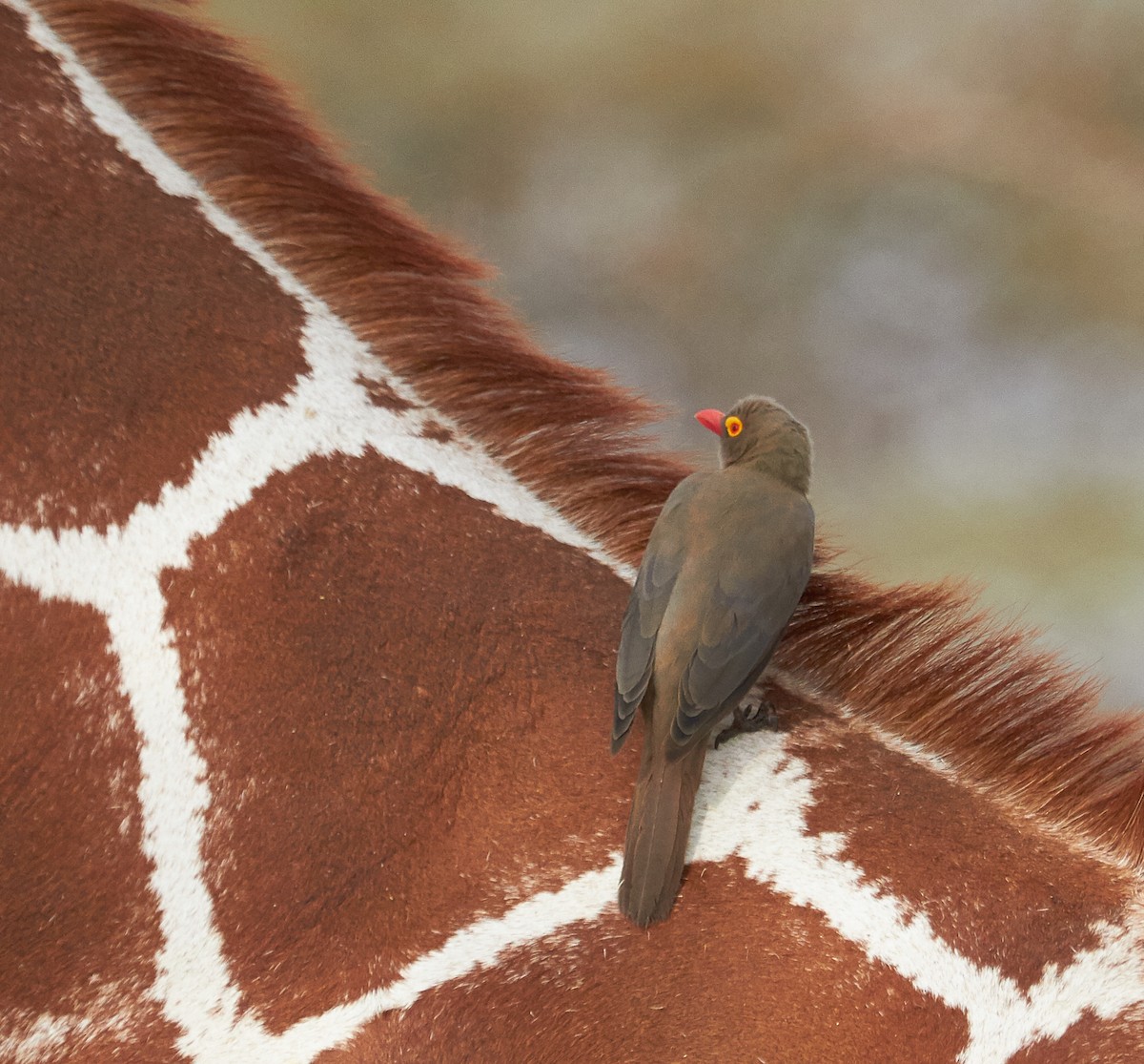 Red-billed Oxpecker - ML34906431