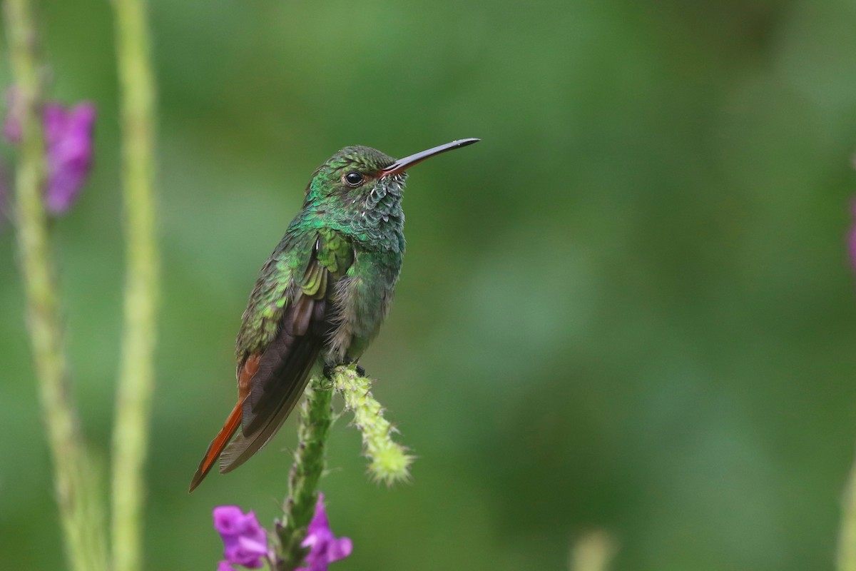 Rufous-tailed Hummingbird - Ezra Staengl