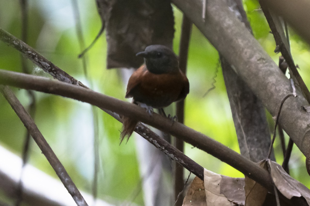 Rufous-breasted Spinetail - Guillermo  Saborío Vega