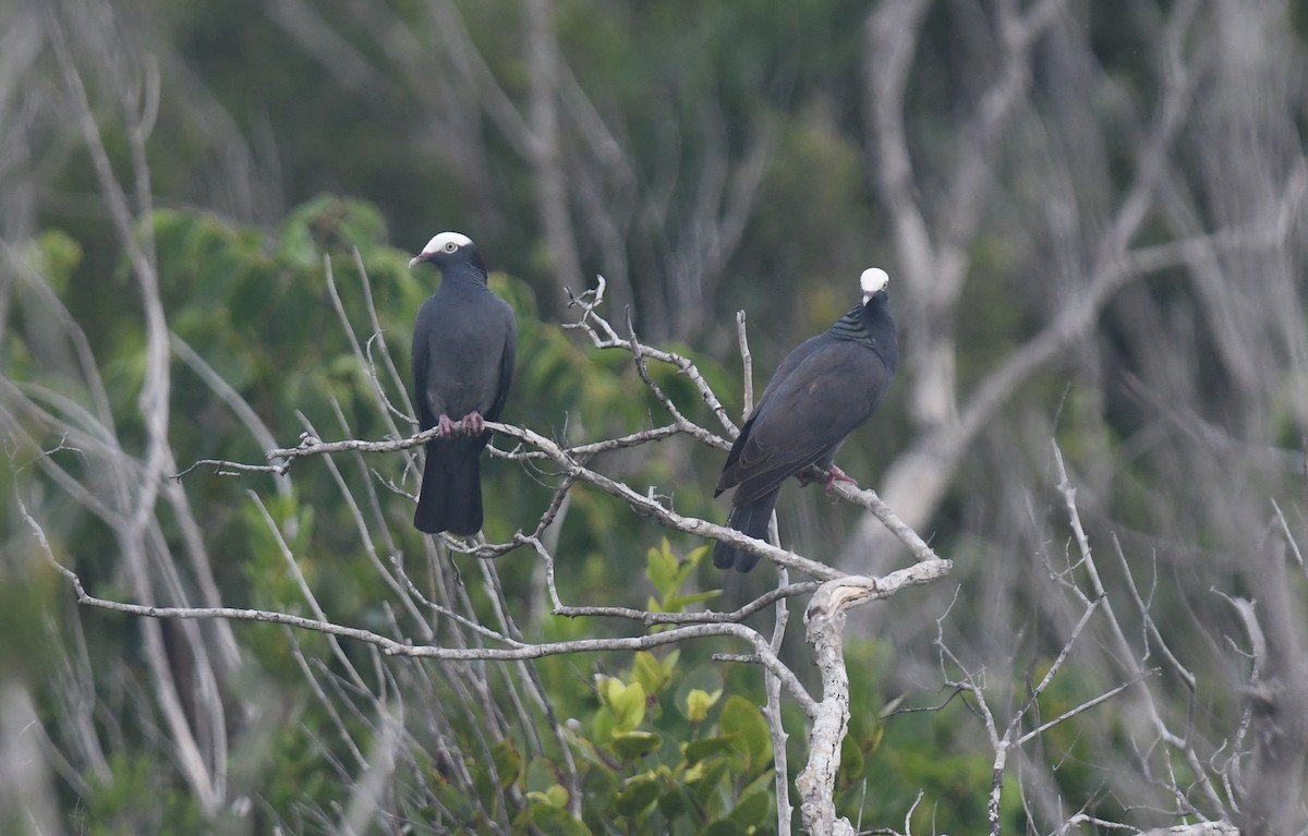 White-crowned Pigeon - ML349071521